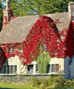 Virginia Creeper Seeds - Perennial Wall Cover Vine - 5 Seeds - Indoor/Outdoor - Image 2