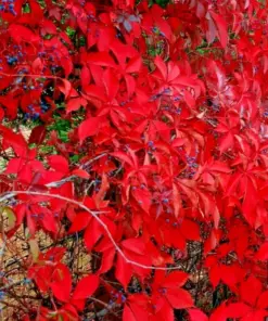 Virginia Creeper Seeds - Perennial Wall Cover Vine - 5 Seeds - Indoor/Outdoor - Image 3
