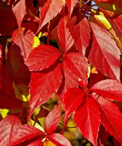 Virginia Creeper Seeds - Perennial Wall Cover Vine - 5 Seeds - Indoor/Outdoor - Image 4