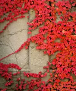Virginia Creeper Seeds - Perennial Wall Cover Vine - 5 Seeds - Indoor/Outdoor - Image 1