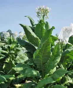 Virginia Gold Tobacco Seeds - Heirloom Nicotiana Tabacum - 1000 Seeds - Fast Grow - Indoor/Outdoor - Image 1
