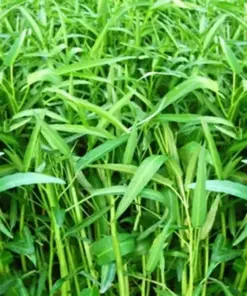 Water Spinach Seeds - Organic Non-GMO Rau Muong On Choy White Seed - 100+ Count - Vegetable Seeds - Indoor/Outdoor - Image 1