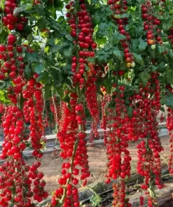 Waterfall Cherry Tomato Seeds - Ultra Sweet, Rare, Non-GMO - 150+ Seeds - Outdoor - Image 2
