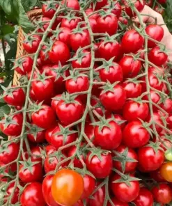 Waterfall Cherry Tomato Seeds - Ultra Sweet, Rare, Non-GMO - 150+ Seeds - Outdoor - Image 3