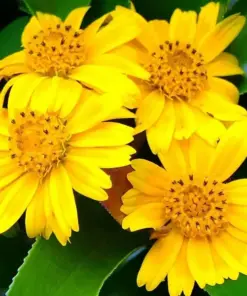 Wedelia Trilobata Seeds - Perennial Crawling Flower Vine - 12 Fresh Harvested Seeds - Indoor & Outdoor - Image 1