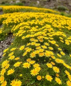 Wedelia Trilobata Seeds - Perennial Crawling Flower Vine - 12 Fresh Harvested Seeds - Indoor & Outdoor - Image 2