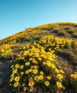 Wedelia Trilobata Seeds - Perennial Crawling Flower Vine - 12 Fresh Harvested Seeds - Indoor & Outdoor - Image 3