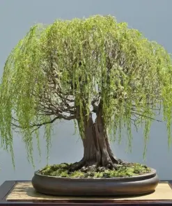 Weeping Willow Bonsai Seeds - Green Salix Tree Seeds - Fast Grow - Indoor/Outdoor - 5 Seeds - Image 2