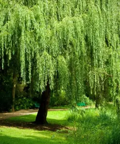 Weeping Willow Bonsai Seeds - Green Salix Tree Seeds - Fast Grow - Indoor/Outdoor - 5 Seeds - Image 3