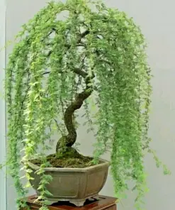 Weeping Willow Bonsai Seeds - Green Salix Tree Seeds - Fast Grow - Indoor/Outdoor - 5 Seeds - Image 1