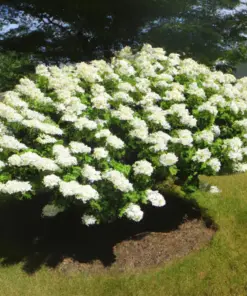 White Hydrangea Seeds - 50 Count Oakleaf Flower Bush Seeds - Outdoor Perennial Shrub - Image 2