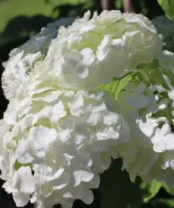 White Hydrangea Seeds - 50 Count Oakleaf Flower Bush Seeds - Outdoor Perennial Shrub - Image 3