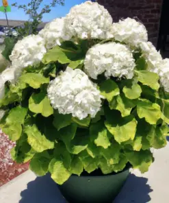 White Hydrangea Seeds - 50 Count Oakleaf Flower Bush Seeds - Outdoor Perennial Shrub - Image 4