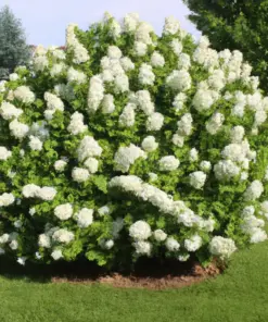 White Hydrangea Seeds - 50 Seeds - Flowering Bush & Shrub - Outdoor Perennial - Easy Grow - Image 1