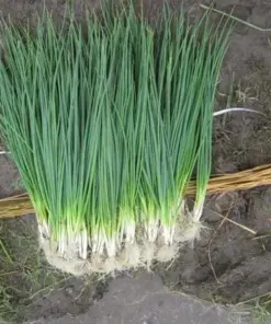 White Lisbon Bunching Onion Seeds - Heirloom, Non-GMO, Fast Growing - 250+ Seeds - Indoor/Outdoor - Image 2