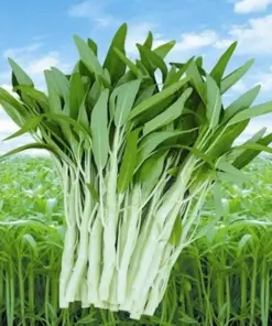 White Stem Water Spinach Seeds - Ong Choy (Kong Xin Cai) - Vegetable Seeds - 50+ Seeds - Indoor/Outdoor - Image 1