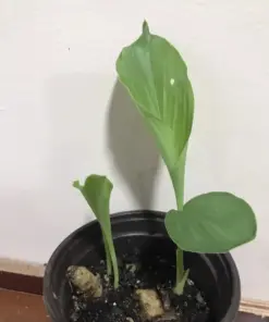 White Turmeric Live Plant - Curcuma Zeodaria Ginger - 5-10 inch - Indoor/Outdoor Herb - Image 1