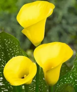 Yellow Calla Lily Seeds - Zantedeschia Aethiopica - Very Easy Grow - Perennial - Image 2