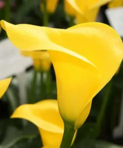 Yellow Calla Lily Seeds - Zantedeschia Aethiopica - Very Easy Grow - Perennial - Image 1