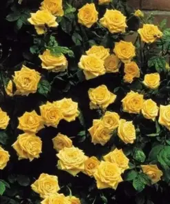 Yellow Climbing Rose Seeds - Rare Heirloom Variety - 20 Pcs - Outdoor Garden - Image 4