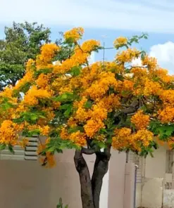 Yellow Flamboyant Tree Seeds - Delonix Regia Royal Poinciana - 10 Count - Image 2