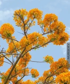 Yellow Flamboyant Tree Seeds - Delonix Regia Royal Poinciana - 10 Count - Image 3