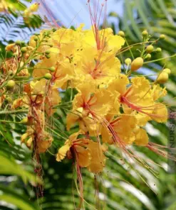Yellow Flamboyant Tree Seeds - Delonix Regia Royal Poinciana - 10 Count - Image 4