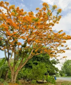 Yellow Flamboyant Tree Seeds - Delonix Regia Royal Poinciana - 10 Count - Image 5