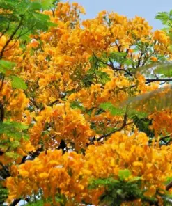 Yellow Flamboyant Tree Seeds - Delonix Regia Royal Poinciana - 10 Count - Image 1