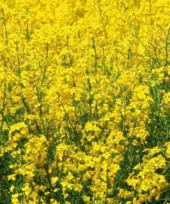 Yellow Mustard Seeds - 500+ Microgreen & Culinary Seeds - Annual - Made in USA - Image 1