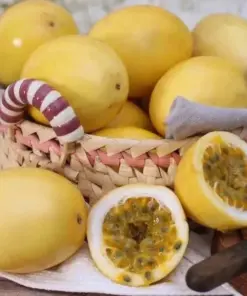 Yellow Passion Fruit Seeds - Sweet Granadilla (Passiflora Ligularis) - 30 Seeds - Outdoor Perennial - Image 2