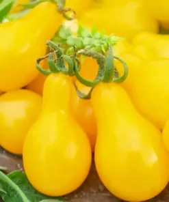 Yellow Pear Tomato Seeds - Heirloom, Non-GMO Vegetable Seeds - Easy Grow - Full Sun - Image 1
