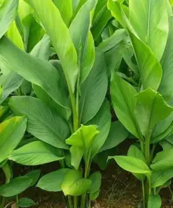 Yellow Turmeric Ginger (Curcuma longa) Live Plant - Herb & Spice - Indoor/Outdoor - Image 1