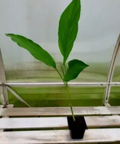 Yellow Turmeric Live Plant - Curcuma Longa - Flowering Ginger Root - 5-10 inch - Indoor/Outdoor - Image 1