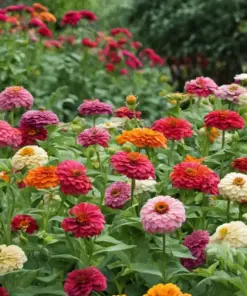 Zinnia Flower Seeds Mix - Vibrant, Stunning Colors - Easy-to-Grow Annuals - Bulk Pack - Image 2