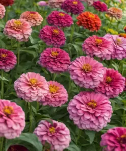 Zinnia Flower Seeds Mix - Vibrant, Stunning Colors - Easy-to-Grow Annuals - Bulk Pack - Image 3