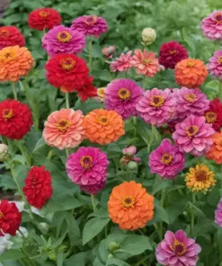 Zinnia Flower Seeds Mix - Vibrant, Stunning Colors - Easy-to-Grow Annuals - Bulk Pack - Image 5