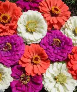 Zinnia Flower Seeds Mix - Vibrant, Stunning Colors - Easy-to-Grow Annuals - Bulk Pack - Image 1