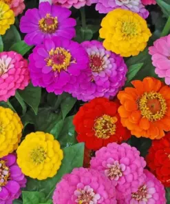 Zinnia Lilliput Flower Seeds Mix - Non-GMO Heirloom Annual - Bulk Garden Seeds - Image 1